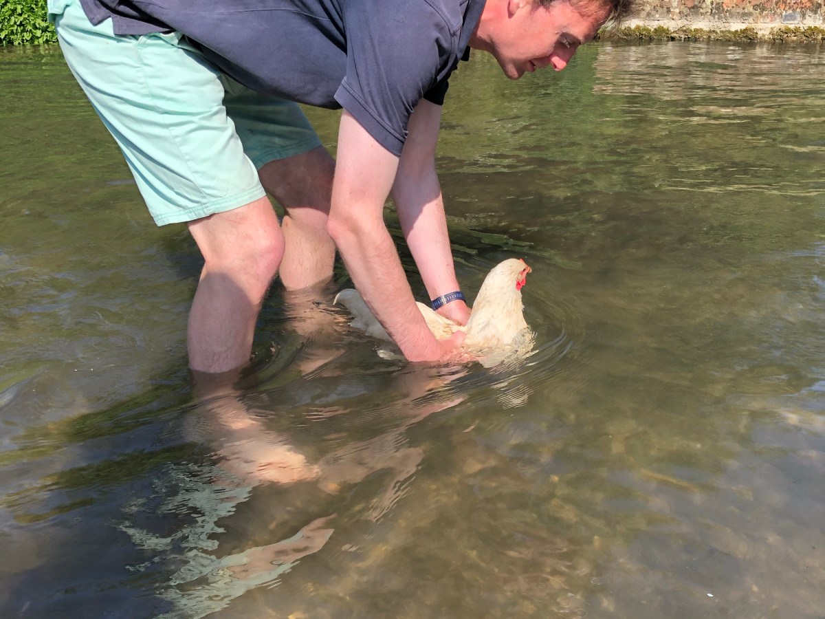 Last chicken blog&nbsp;post